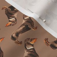 Dachshound on light brown background