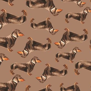 Dachshound on light brown background