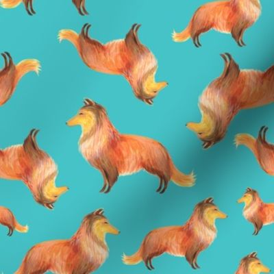 Shetland Sheepdog - Sheltie on turquoise background