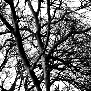 The Tree Lace ~ Black and White ~ Large