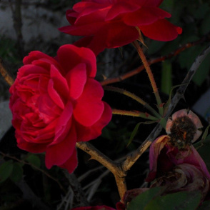 Roses_are_Red