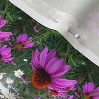 garden echinacea flower in pink