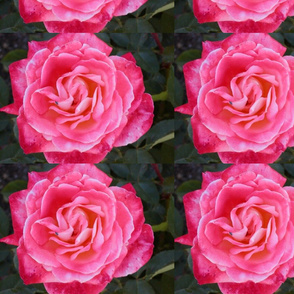 Pink Victorian Rose