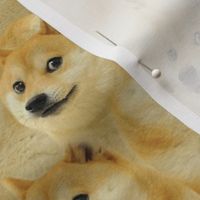 Doge - larger