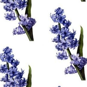 Hyacinth