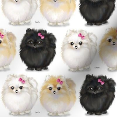 Pomeranians white