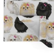 Pomeranians white