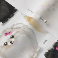 Pomeranians white