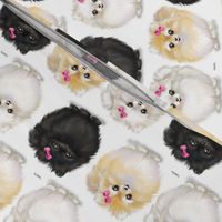 Pomeranians white