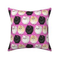 Pomeranians Pink