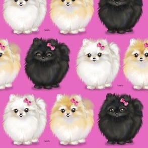 Pomeranians Pink
