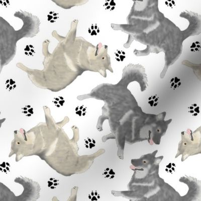 Trotting Swedish Vallhunds and paw prints - white