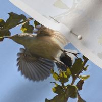 Bluegray Gnatcatcher Takeoff