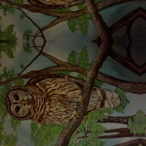 Barred Owl