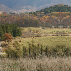 Autumn in cow country