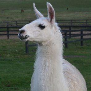 Llama Drama