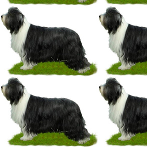 Bearded Collie - 004