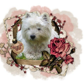 Westie - 004