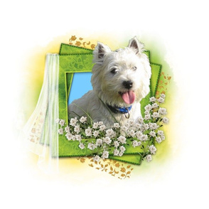 Westie - 005