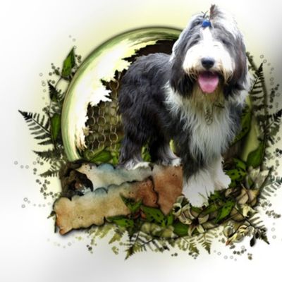 Bearded Collie - 011