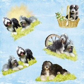 Bearded Collie - 015