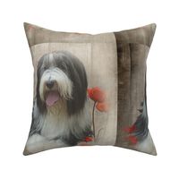 Bearded Collie - 017