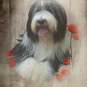 Bearded Collie - 017