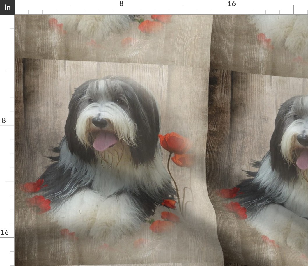 Bearded Collie - 017