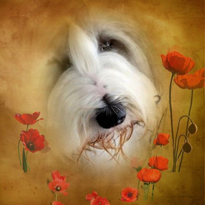 Bearded Collie - 018