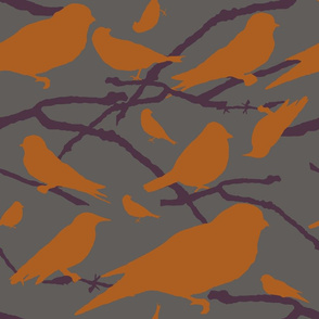 Birds gray with orange, sm