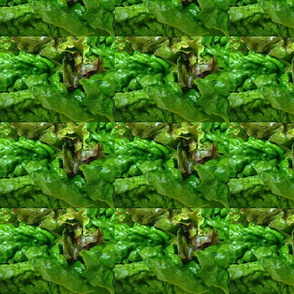 Lettuce_2-ed