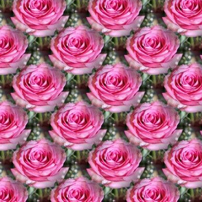 Pink Roses Forever
