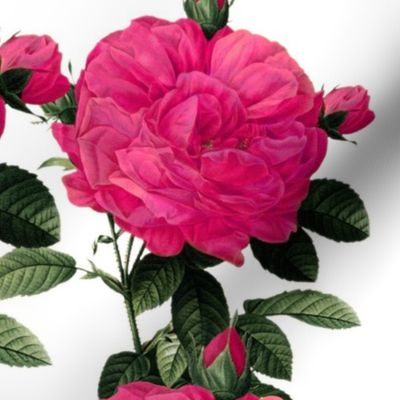 Redoute Rose ~ Hot Pink 