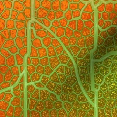 Leaf Vein