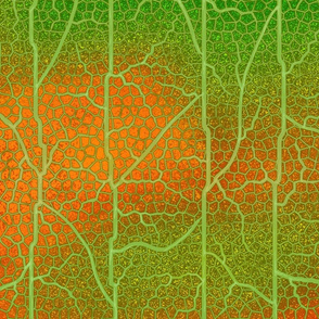 Leaf Vein