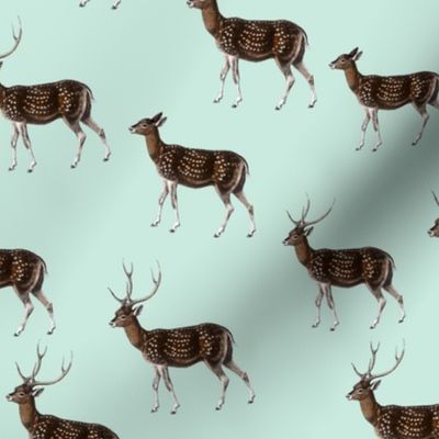 Deer Herd on Seafoam