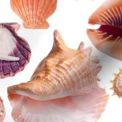 Shelly Sells Sea Shells by the Sea Shore