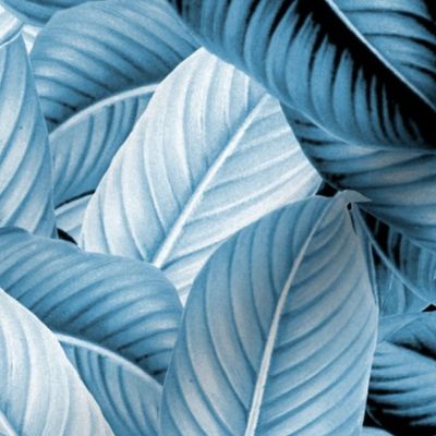 Palm In Palm ~ Profusion ~ Blue and White