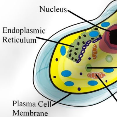 Human Cell Science-ed