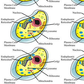 Human Cell Science-ed