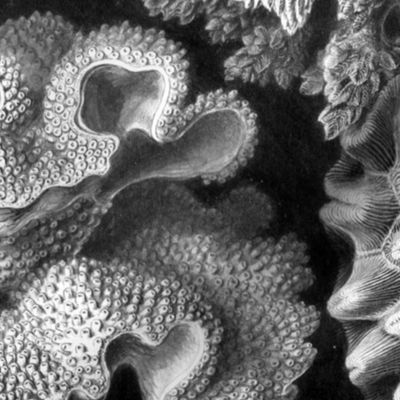 Haeckel Aquatica ~ Coral 
