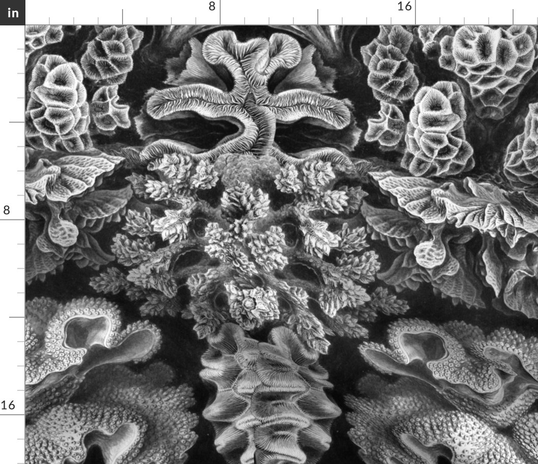 Haeckel Aquatica ~ Coral 