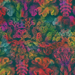 Haeckel Aquatica ~ Coral ~ Oceania 