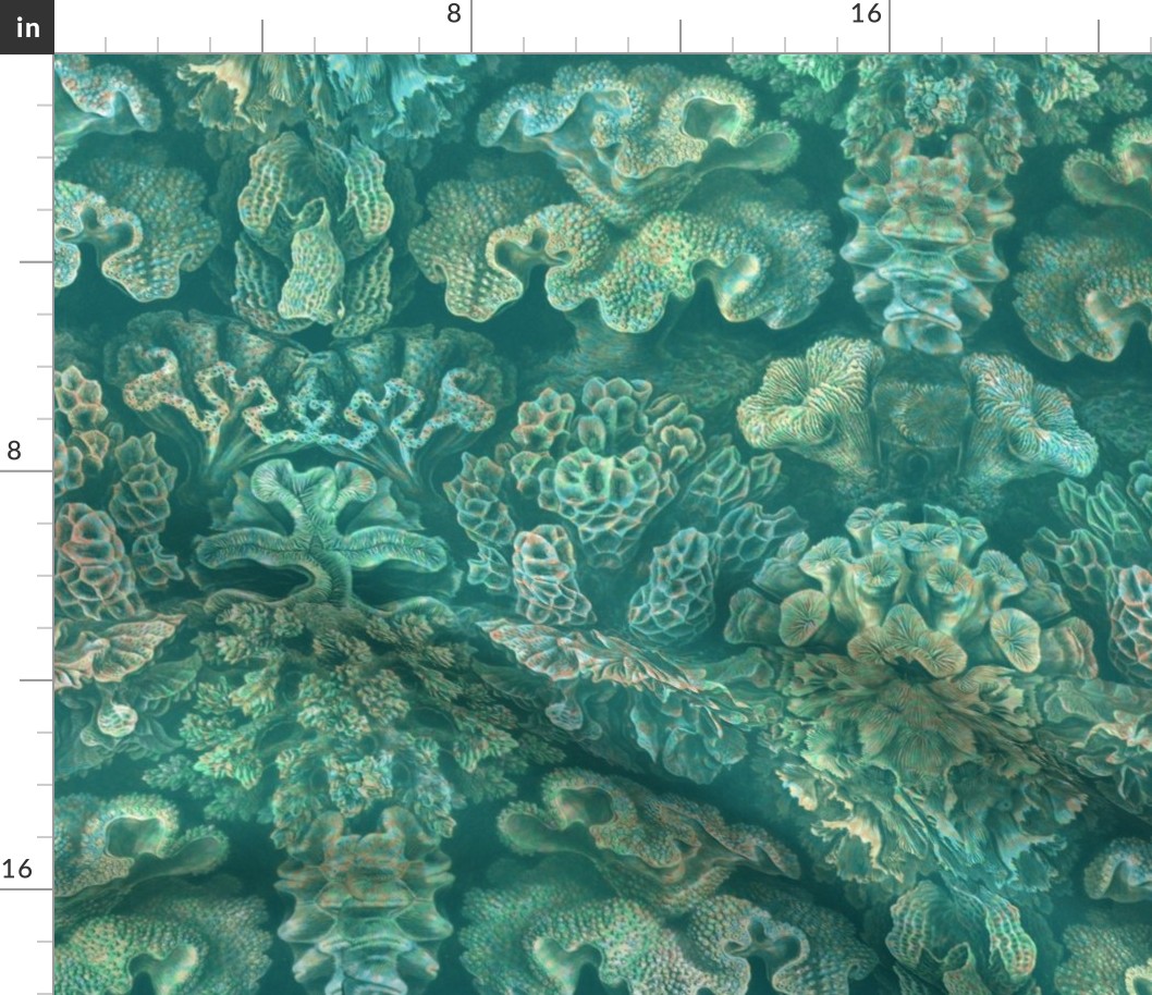 Haeckel Aquatica ~ Coral ~ Watermark 