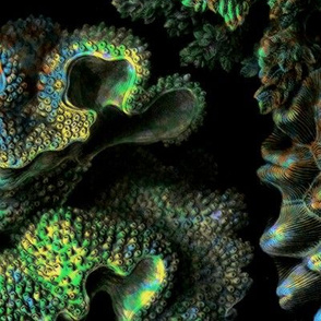 Haeckel Aquatica ~ Coral ~ Black Light 