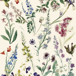 Flower sketches from the 17th century