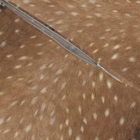 Deer Hide Fabric and Wallpaper