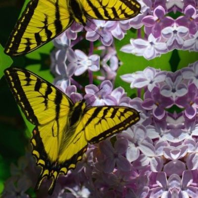 Butterfly Pollination 2 of 3 - Med