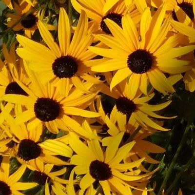 2024 Black-eyed Susan calendar