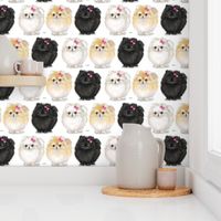 Pomeranians white Small Print